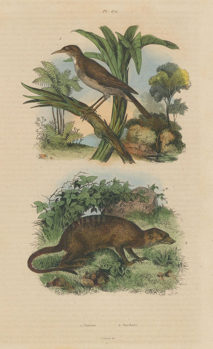 Sucrier (Conebill). Surikate (Meerkat) 1833 old antique vintage print picture